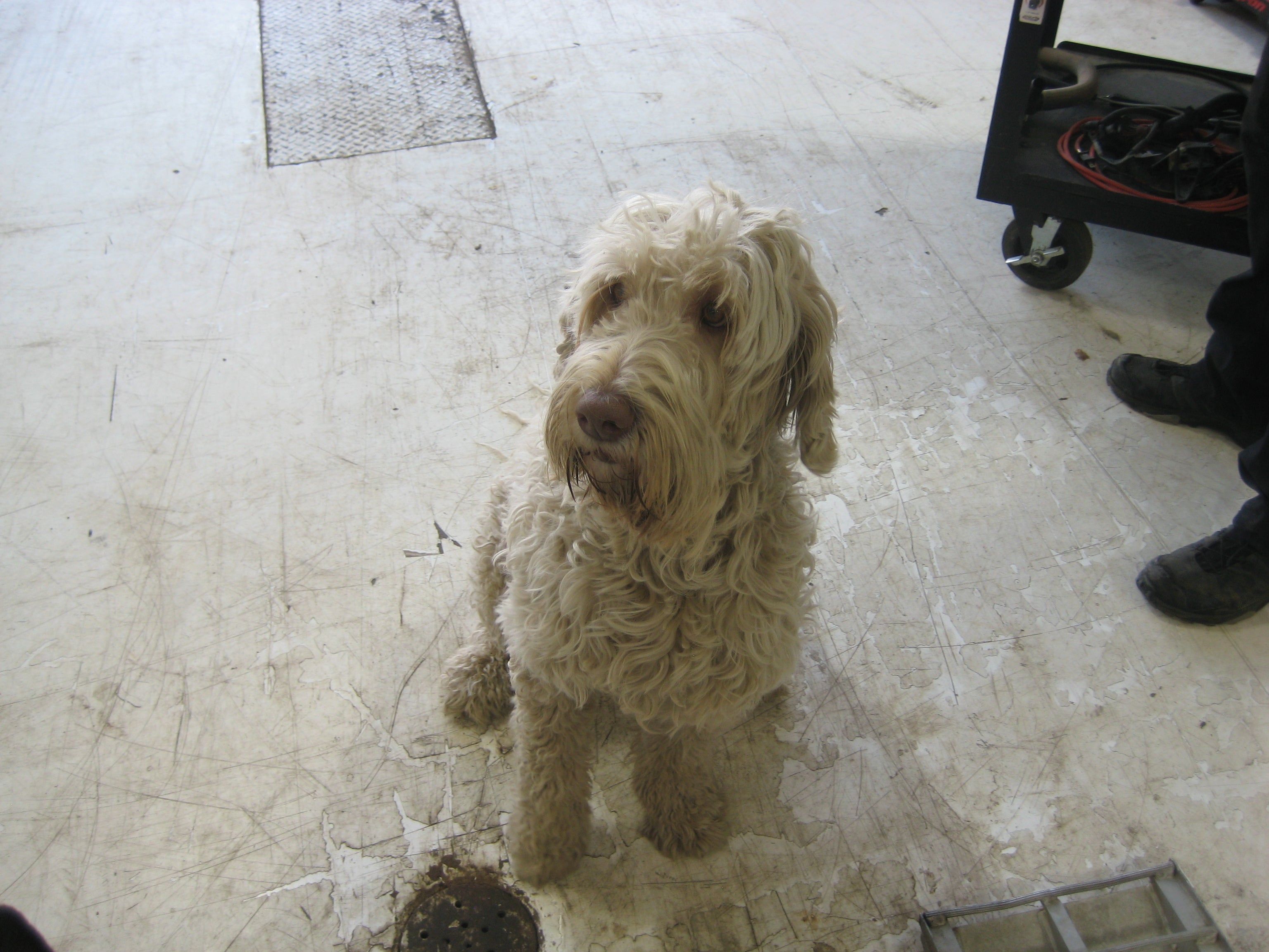 Mookie a shop dog